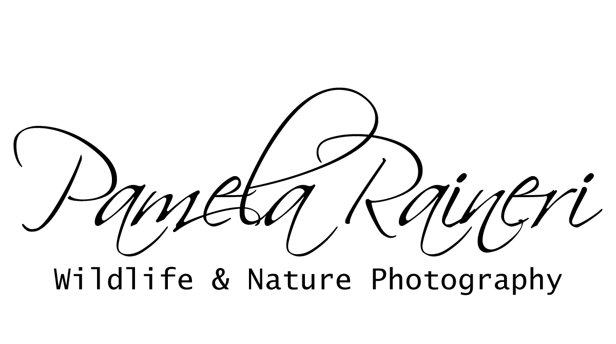 pamelaraineri logo